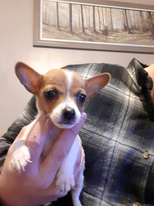 gumtree teacup chihuahua